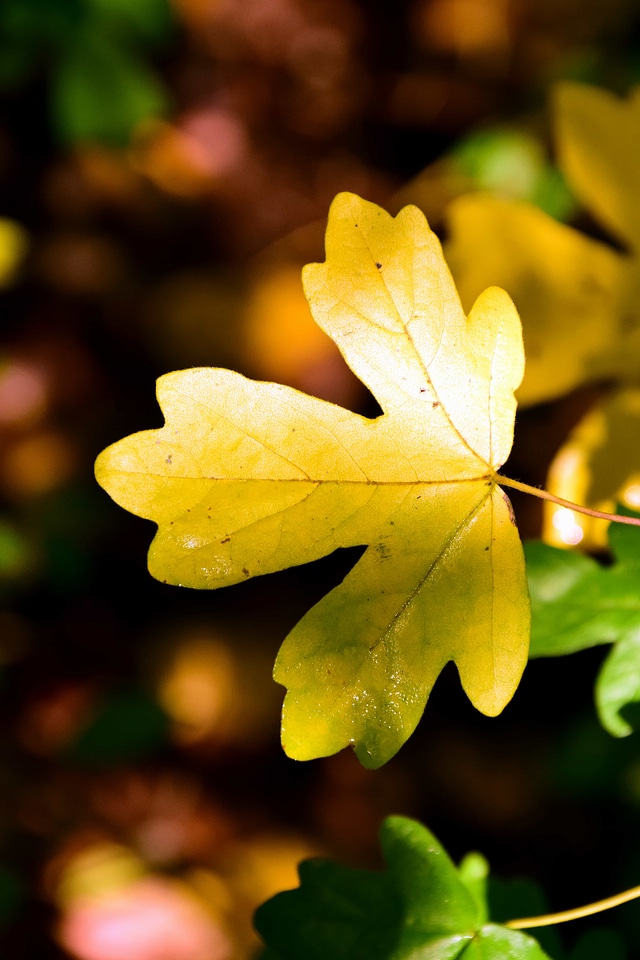 Autumn autumn season flora
