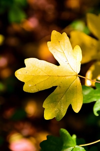 Autumn autumn season flora