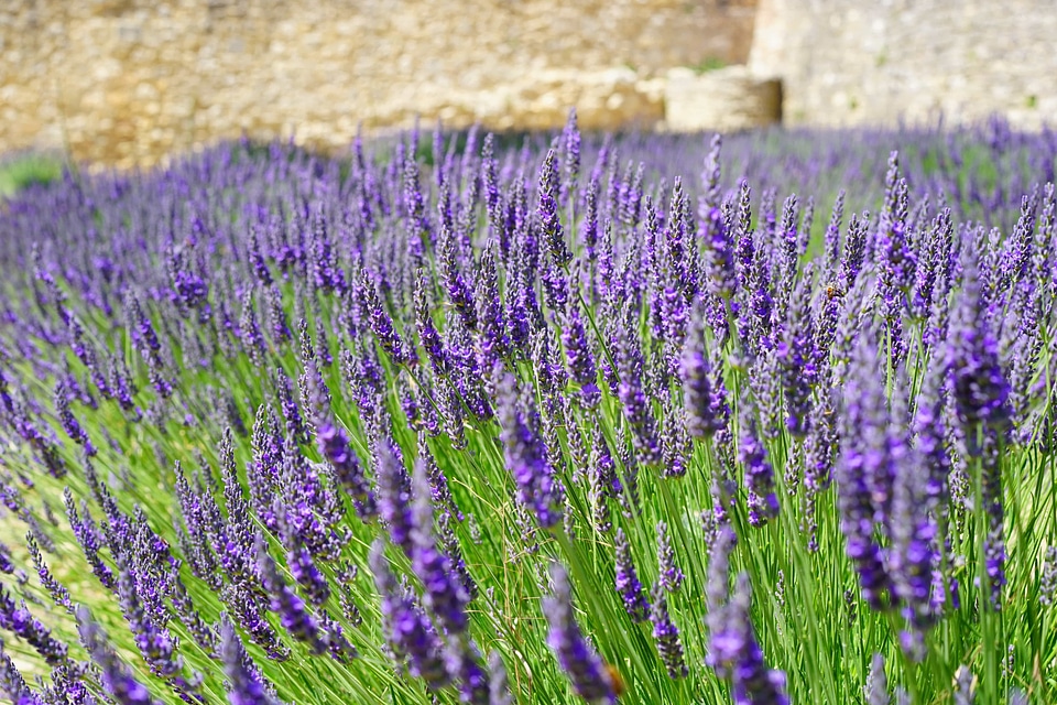 Agriculture aroma aromatherapy