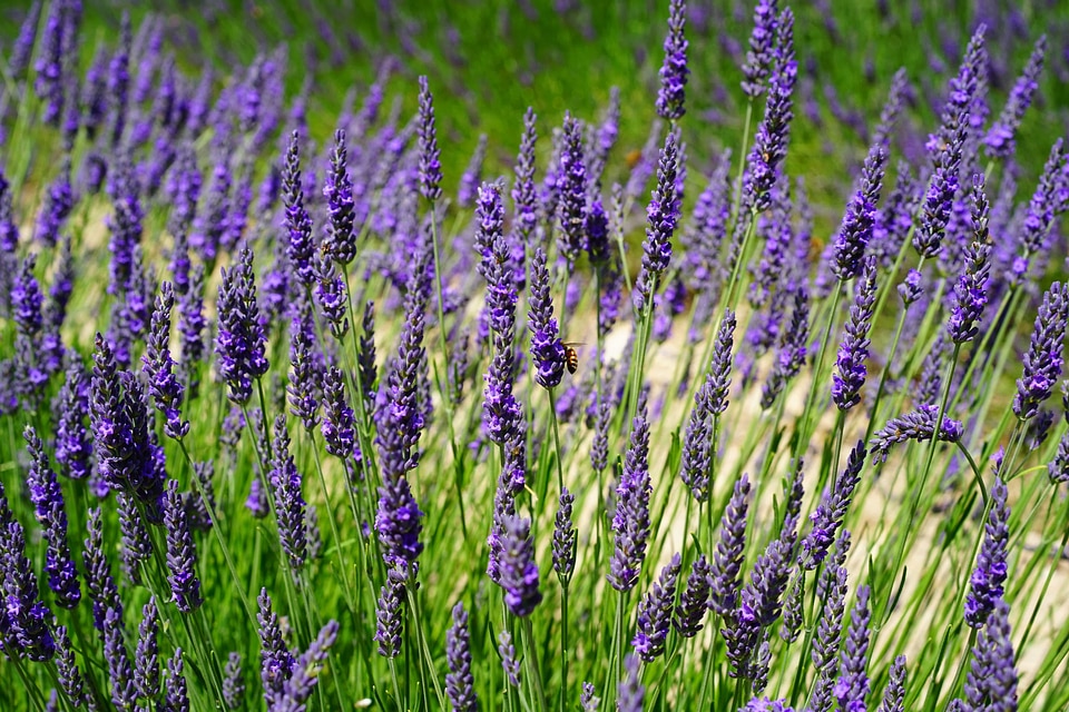 Agriculture aroma aromatherapy