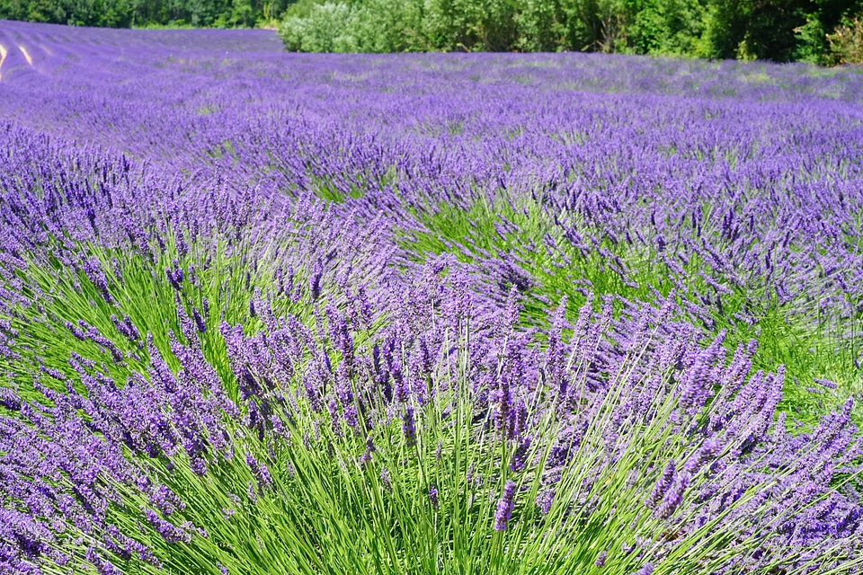 Agriculture aroma aromatherapy