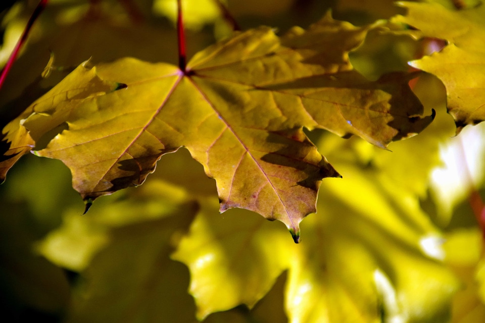 Autumn autumn season branch