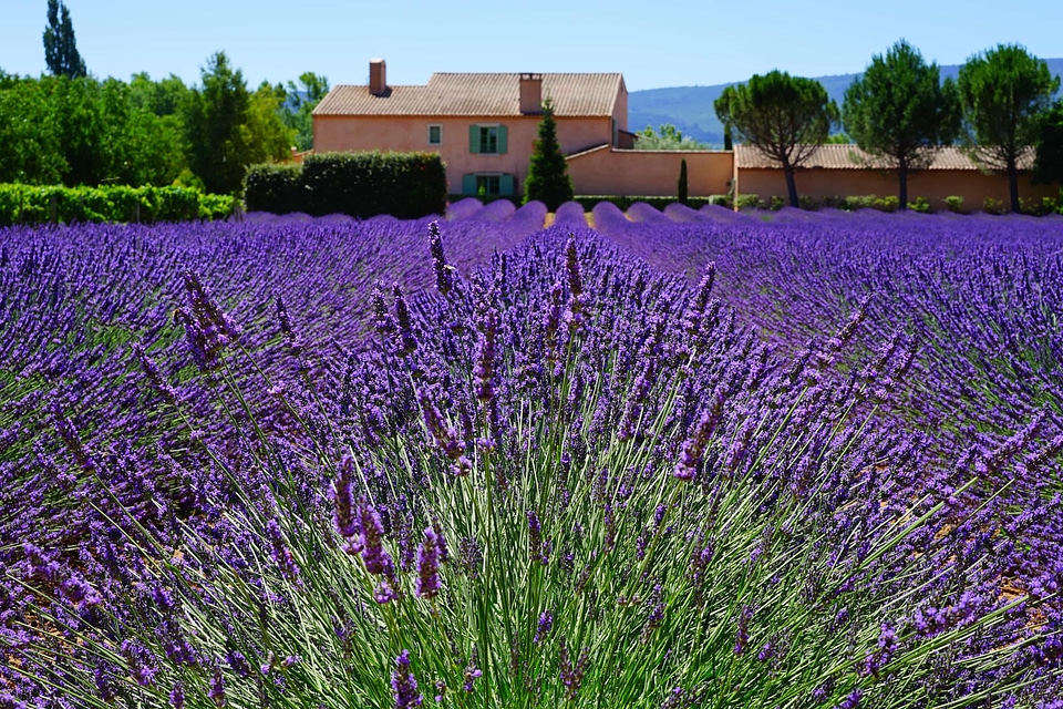 Agriculture aromatherapy aromatic
