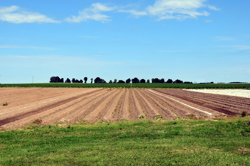 Agriculture blue sky cloud
