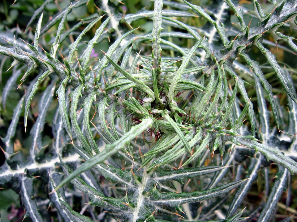 Branch dark green evergreen