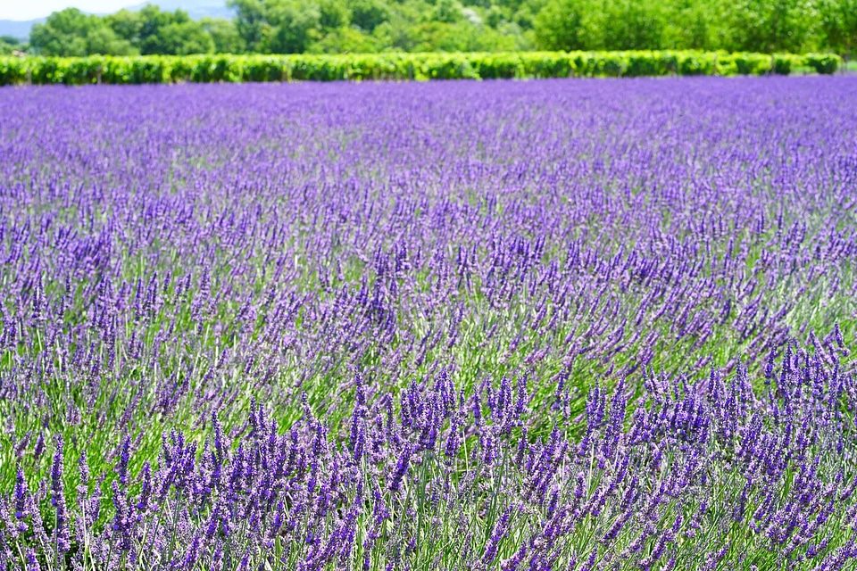 Agriculture beautiful flowers biology