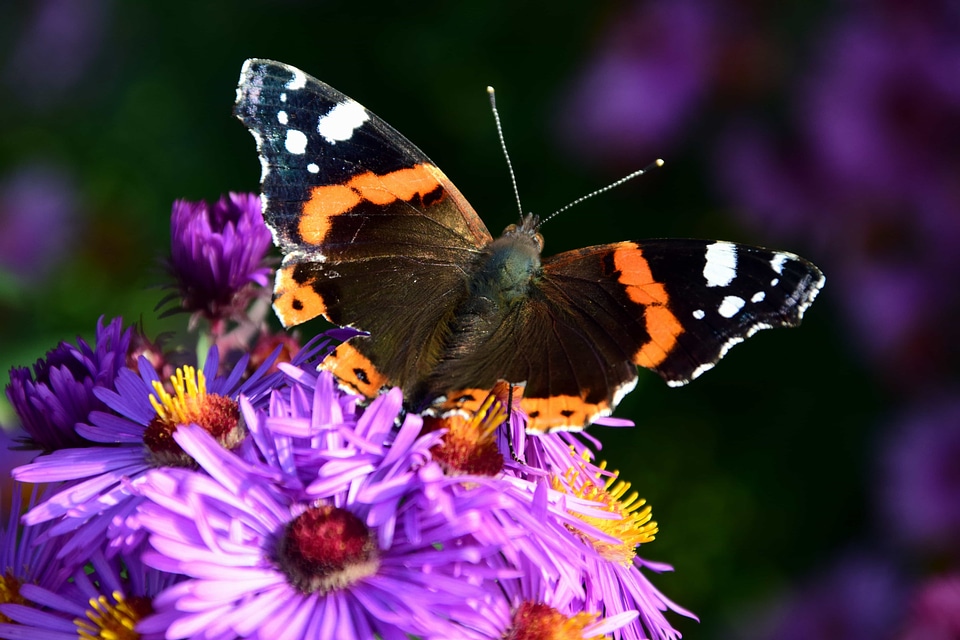 Animal arthropod beautiful