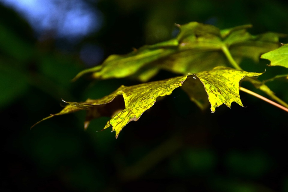 Daylight flora garden
