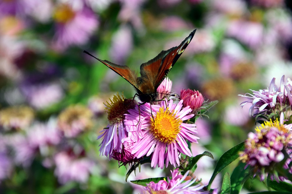 Animal arthropod beautiful flowers