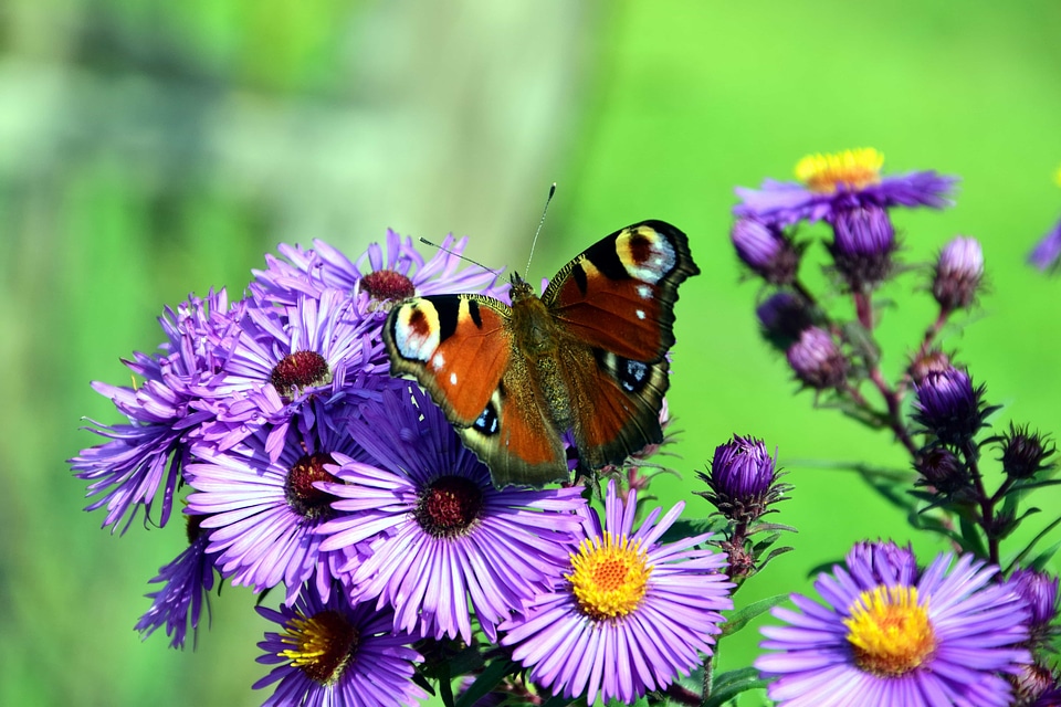 Animal arthropod beautiful flowers
