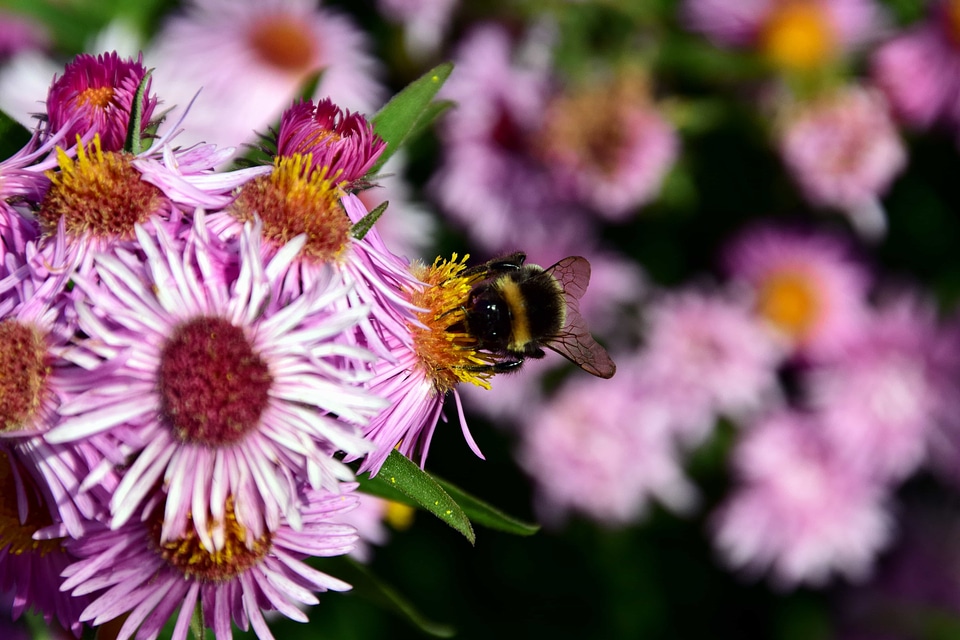 Beautiful Flowers bee bloom