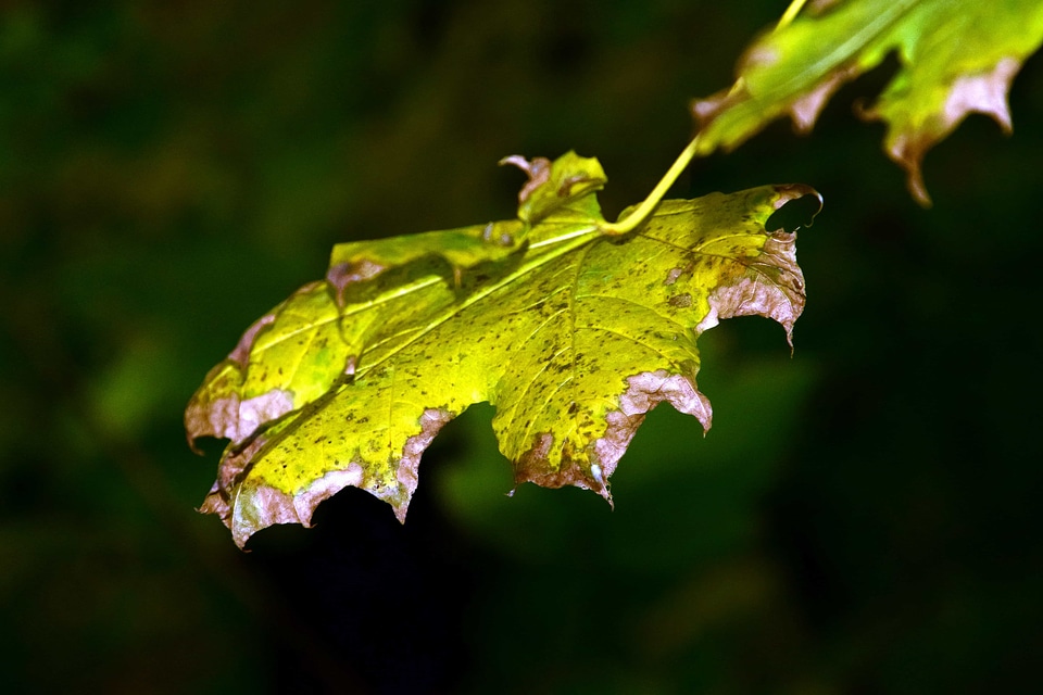 Autumn autumn season flora