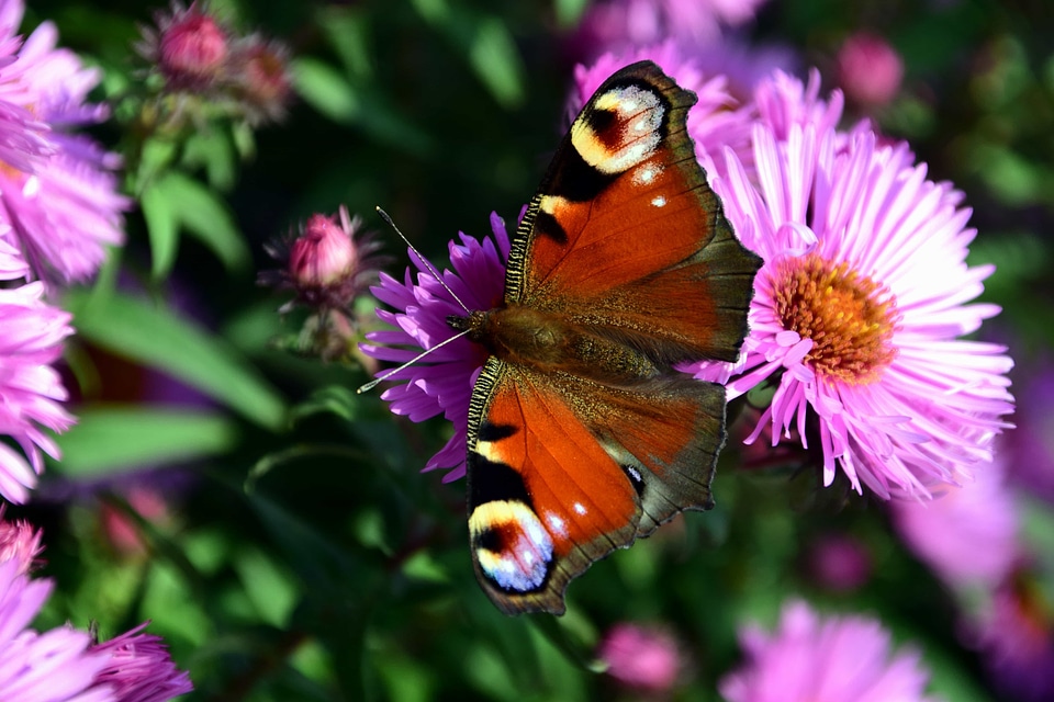 Animal arthropod beautiful flowers