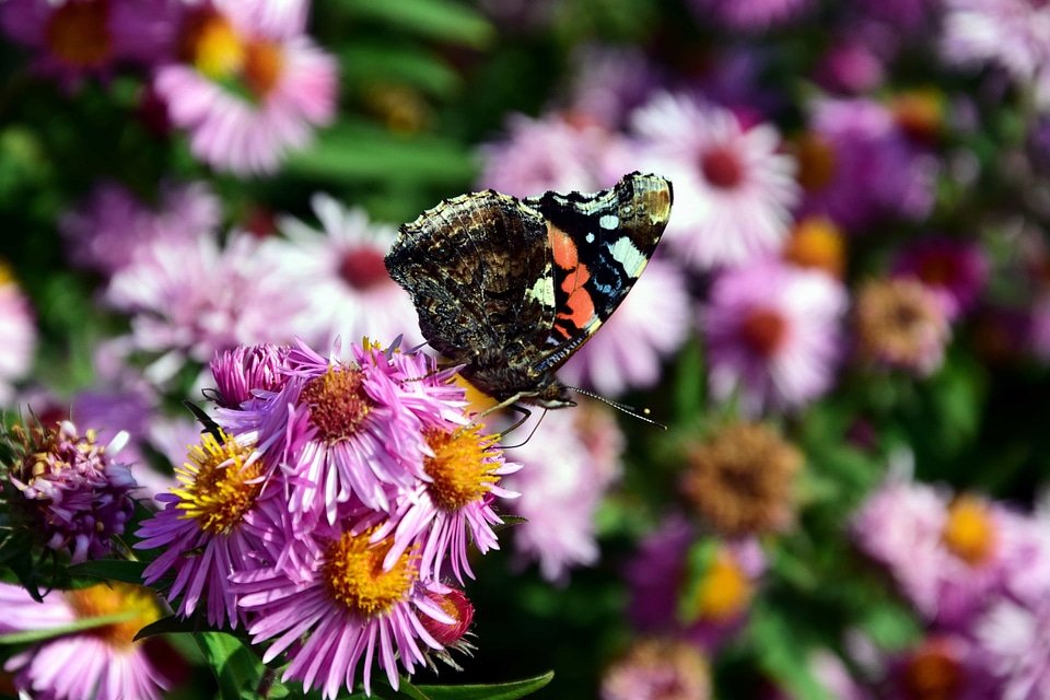 Animal arthropod beautiful flowers