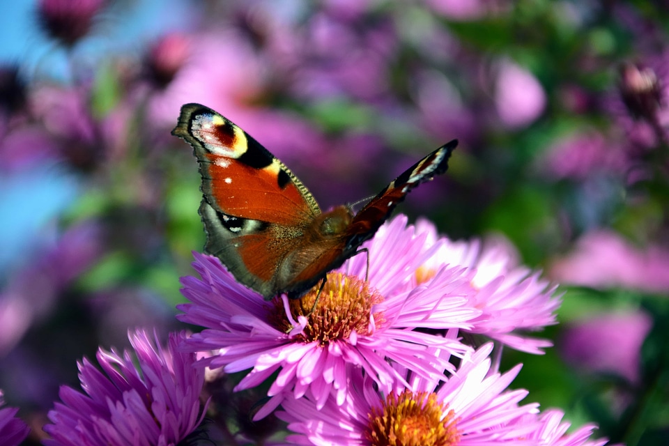 Animal arthropod beautiful flowers