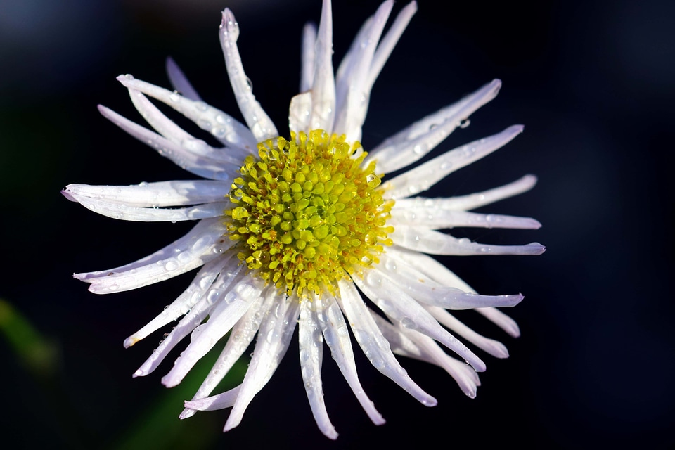 Beautiful Flowers blooming blossom
