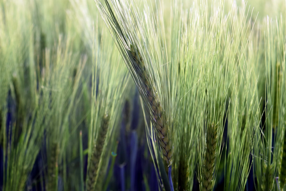 Agriculture dark green field