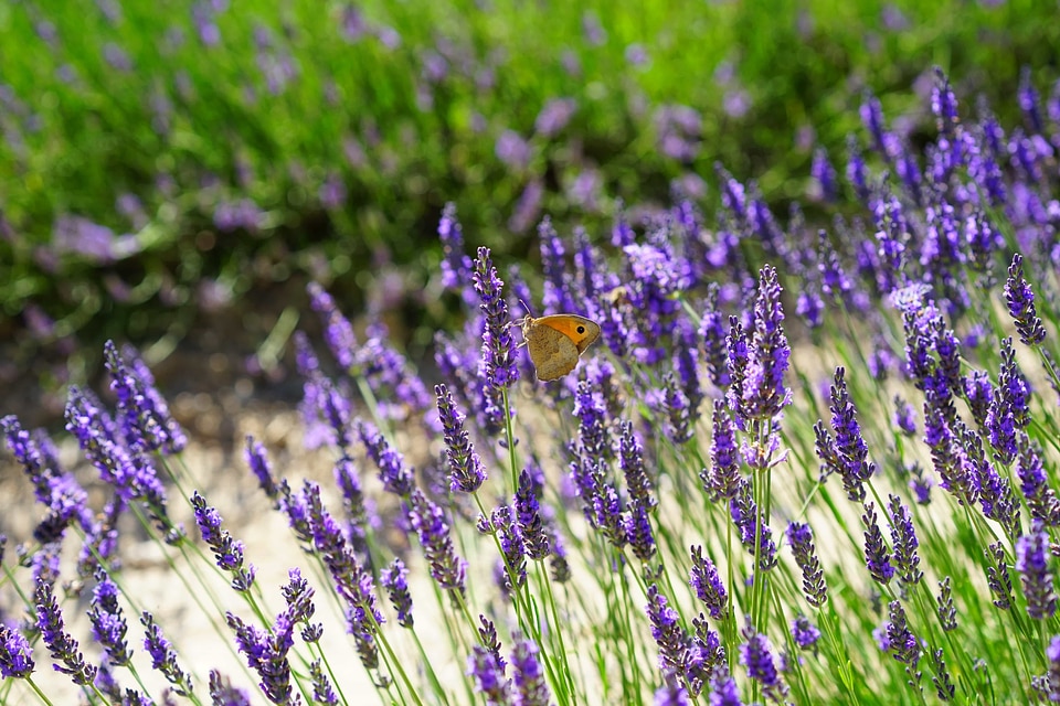 Agriculture aroma aromatherapy photo