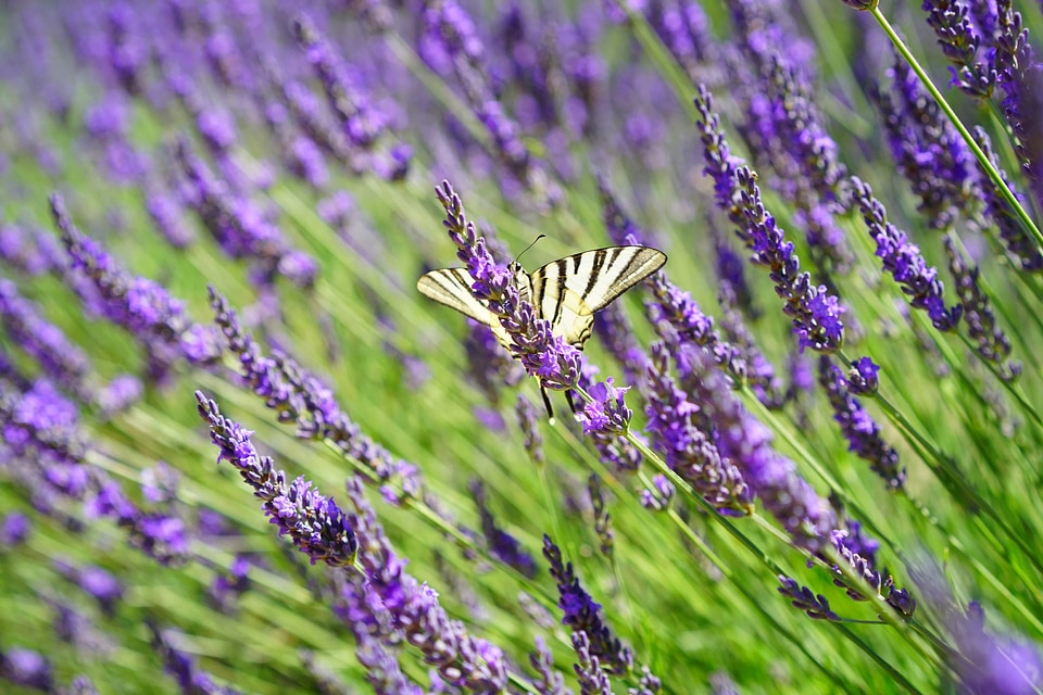 Agriculture aroma aromatherapy photo