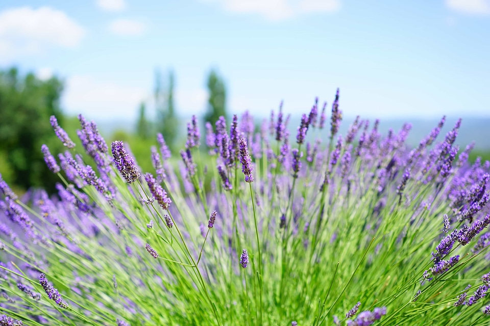 Agriculture aroma aromatherapy