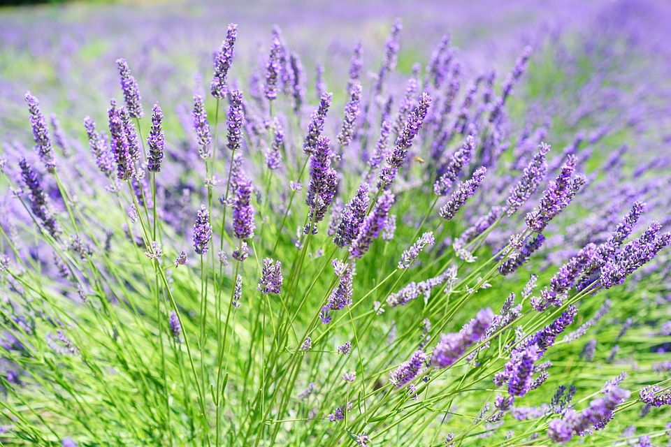 Agriculture aroma aromatherapy photo