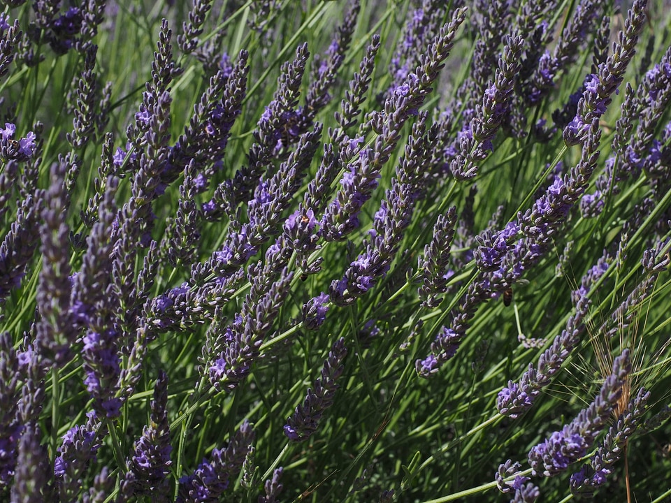 Agriculture aroma aromatherapy