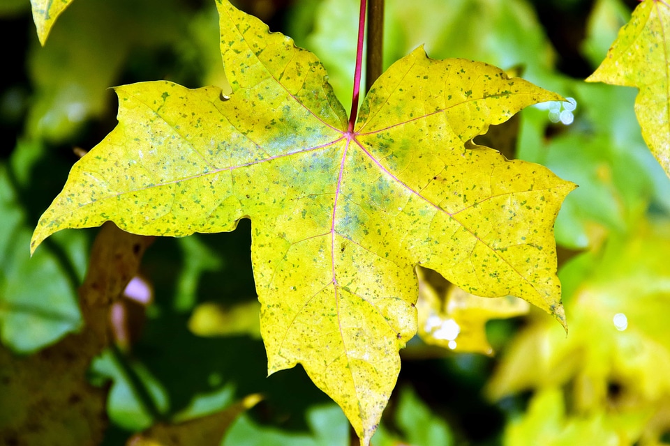 Autumn autumn season flora