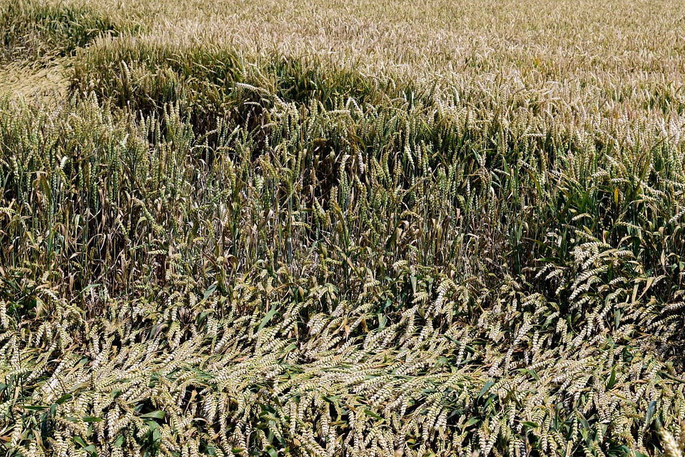 Agriculture cereal farm