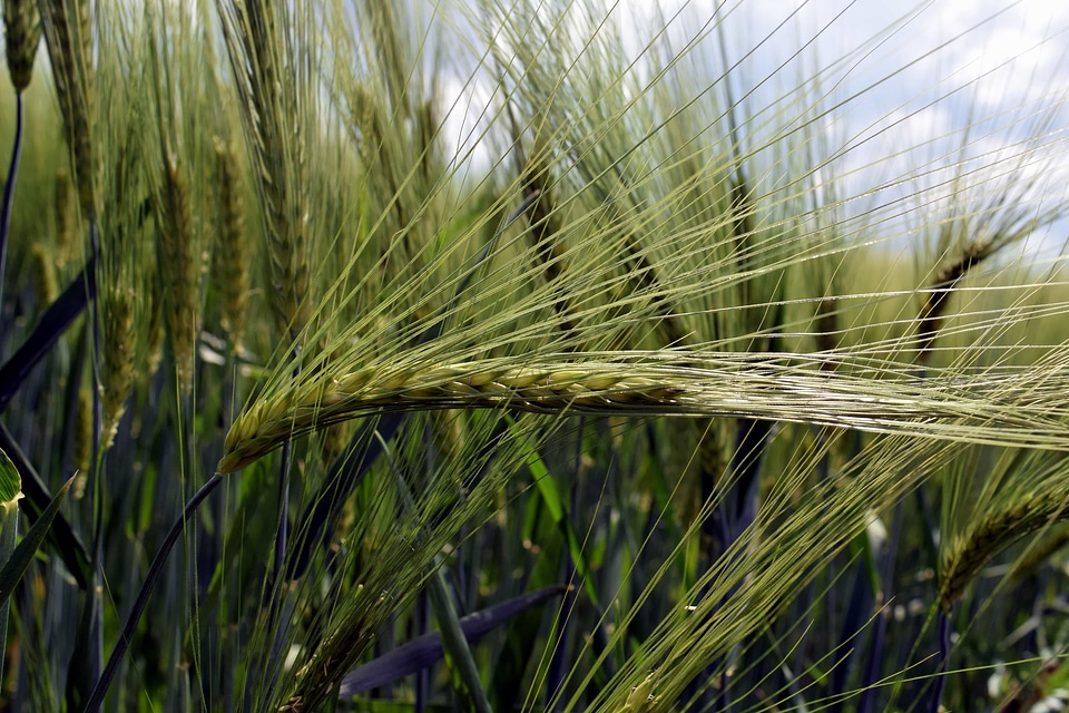 Agriculture beautiful photo dark green