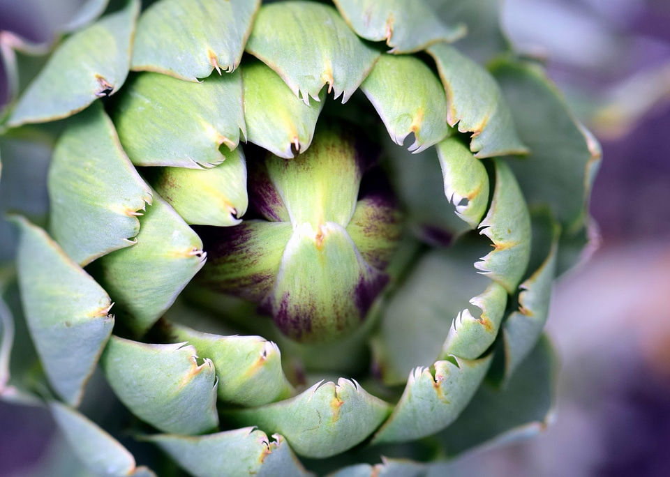 Artichoke calorie delicious
