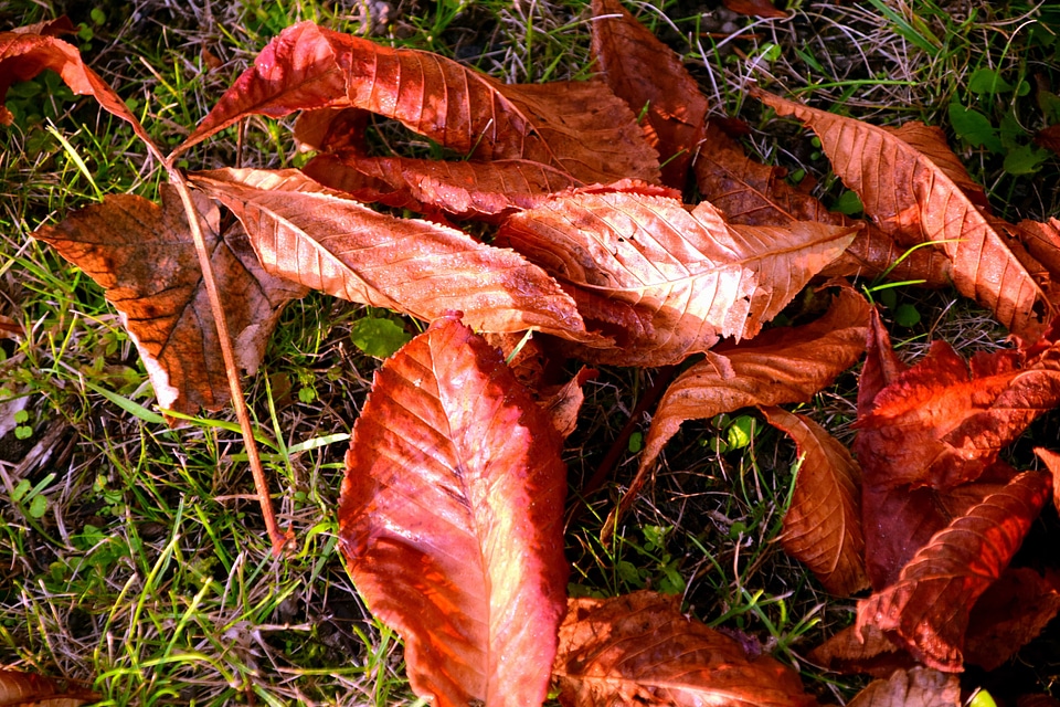 Flora foliage food
