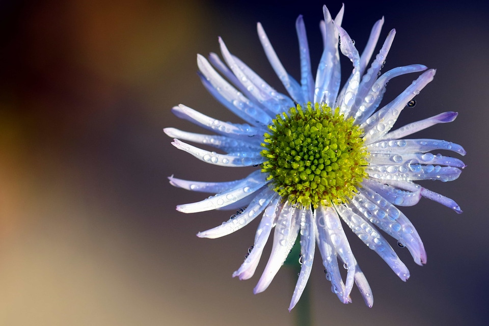 Beautiful beautiful flowers beautiful photo