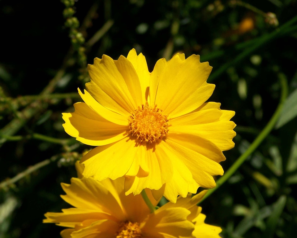 Beautiful Flowers biology bloom
