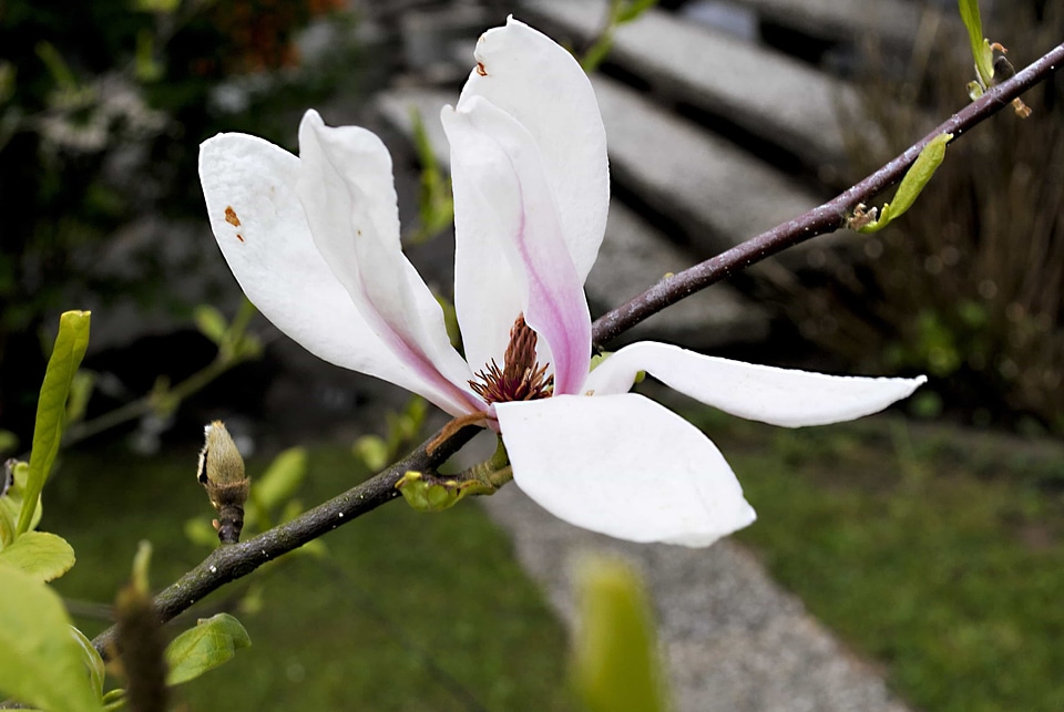 Beautiful Flowers biology bloom