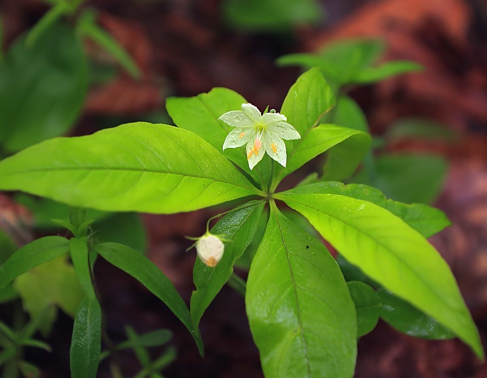 Beautiful Flowers biology blooming
