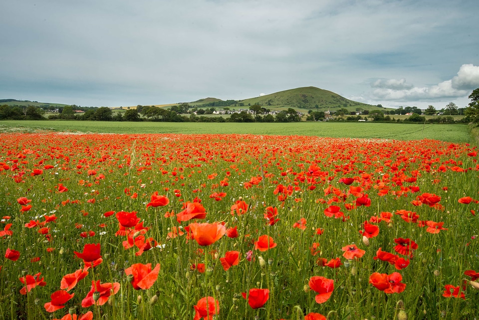 Agriculture beautiful flowers biology