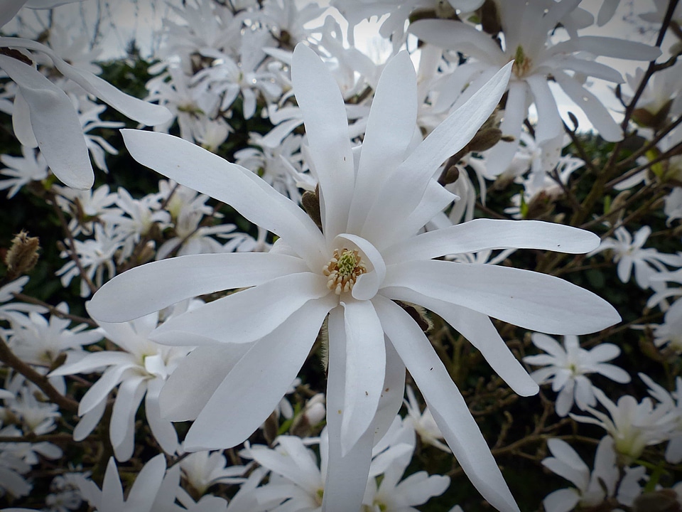 Beautiful beautiful flowers beautiful photo