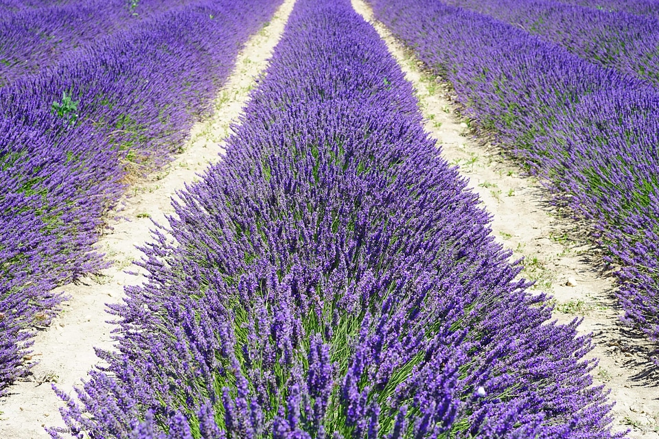 Agriculture aromatherapy beautiful flowers