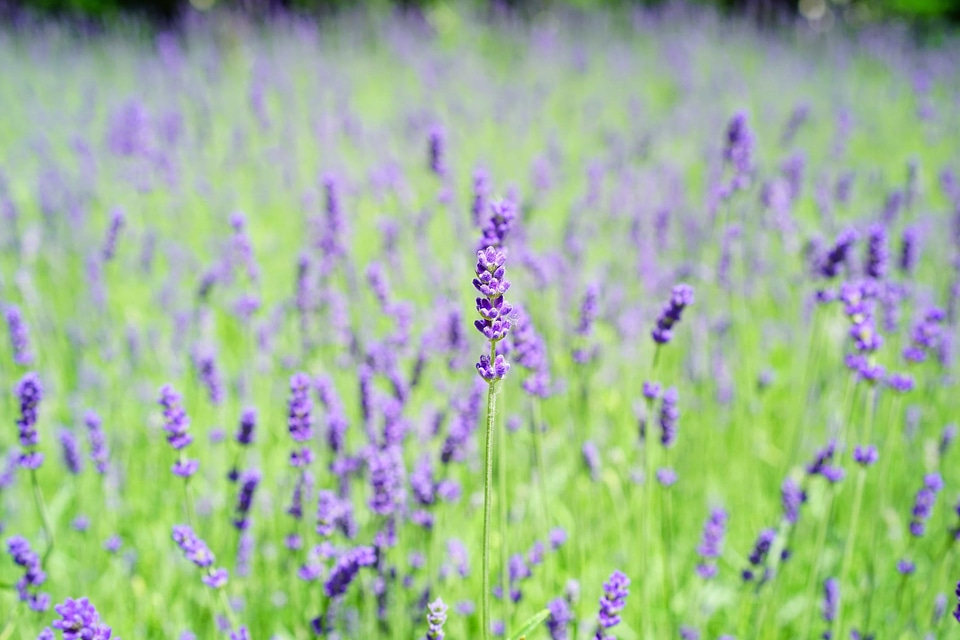 Agriculture aroma beautiful flowers