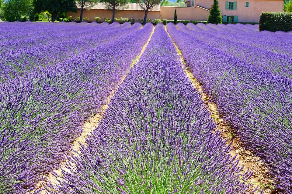 Agriculture aromatherapy beautiful flowers