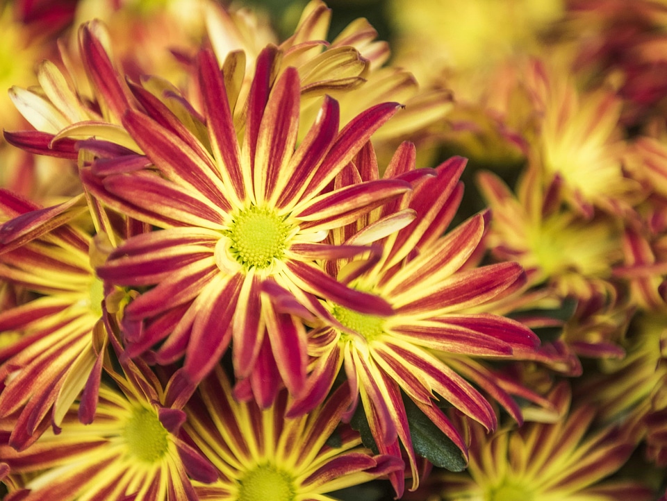 Beautiful beautiful flowers biology
