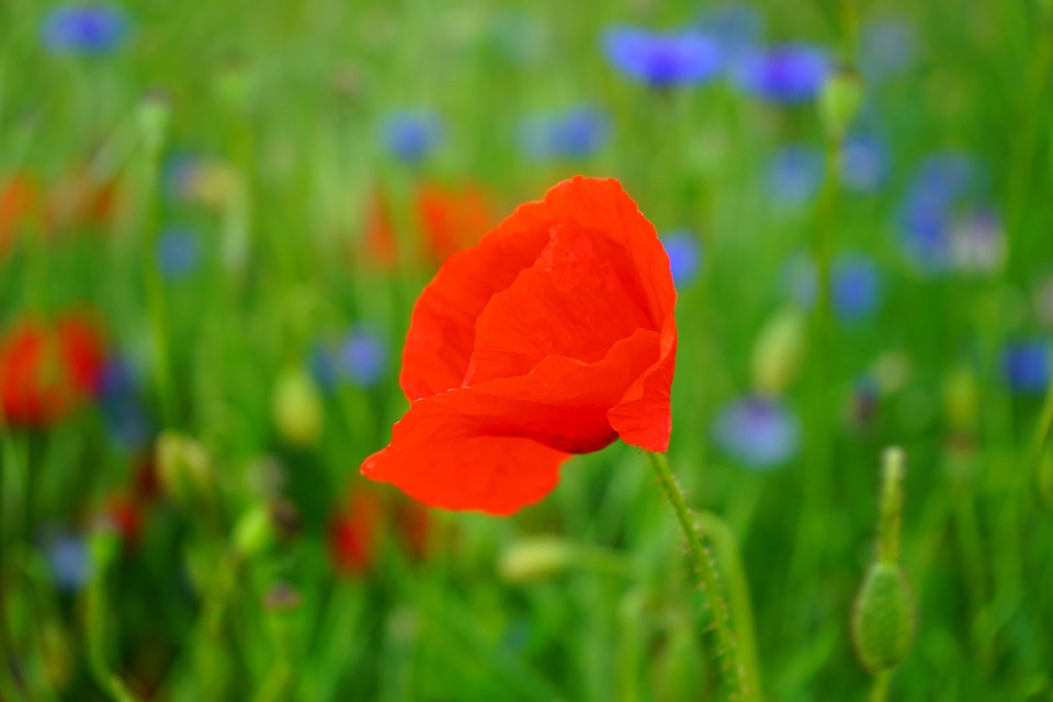 Beautiful Flowers biology bloom