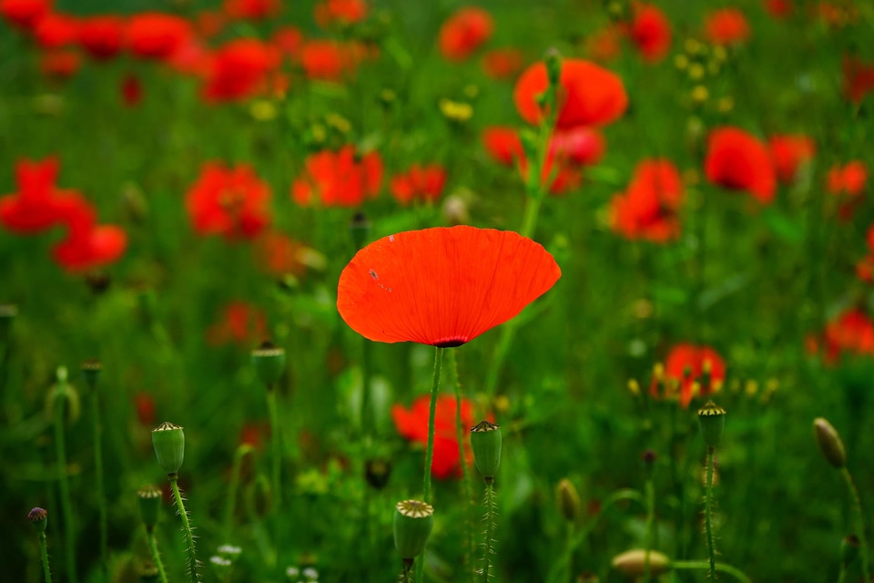 Agriculture beautiful flowers biology