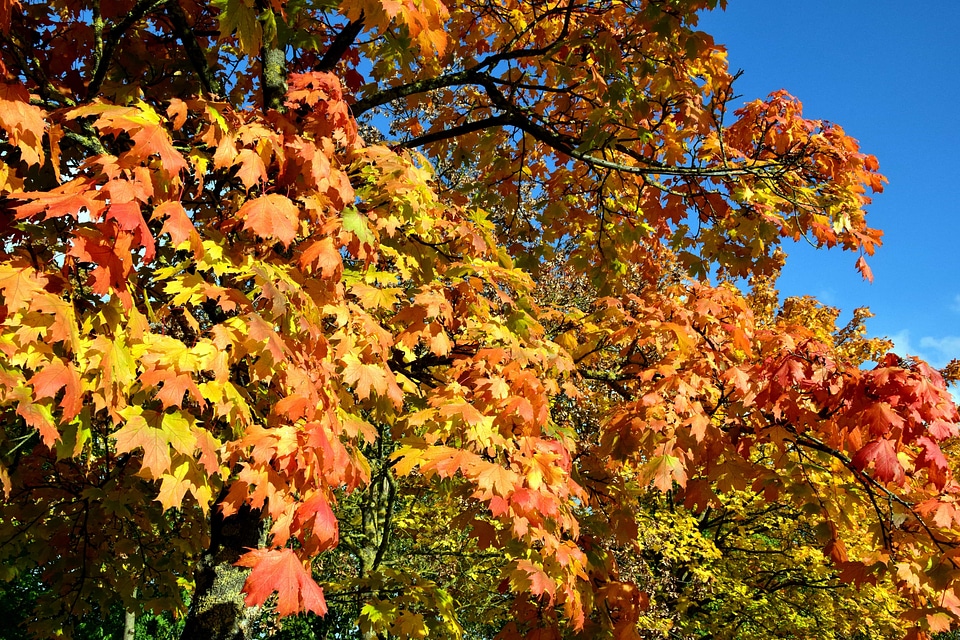 Autumn autumn season branch
