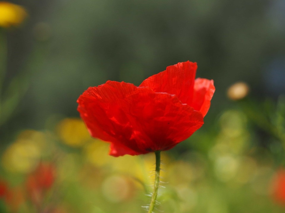 Beautiful Flowers biology bloom