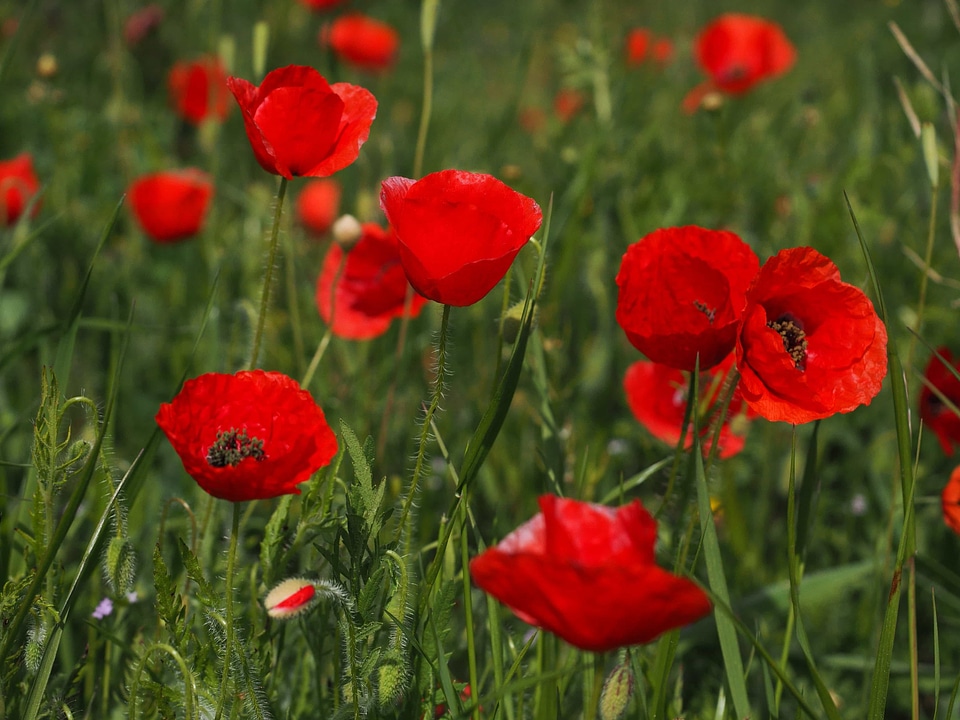 Agriculture beautiful flowers biology