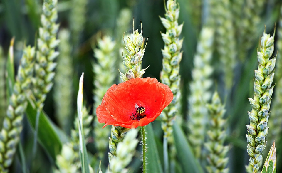 Agriculture beautiful flowers biology