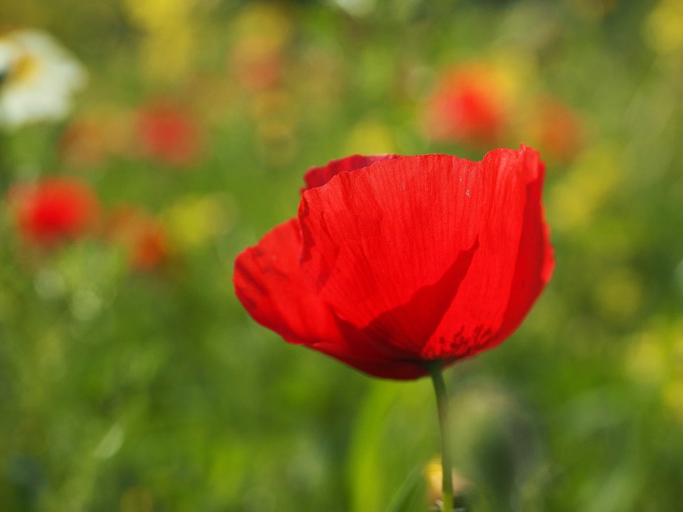 Beautiful Flowers biology bloom