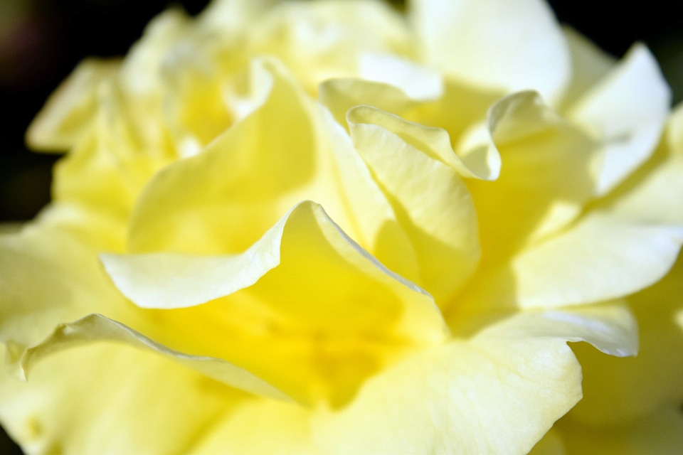 Beautiful beautiful flowers biology