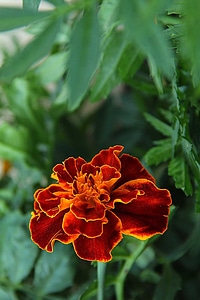 Beautiful Flowers biology bloom